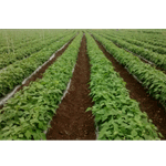 Farm-Input-service